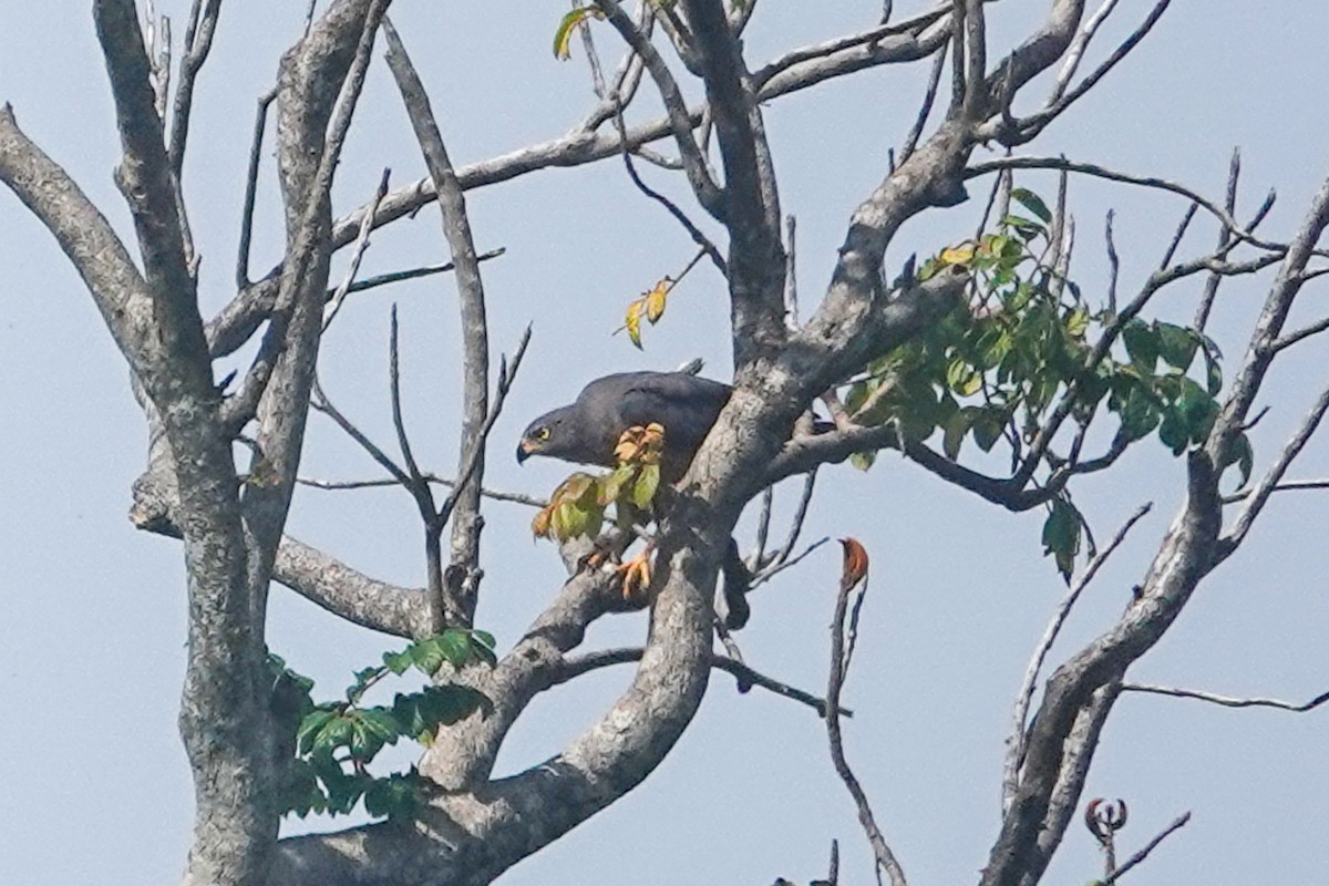 Variable Goshawk - ML642806013