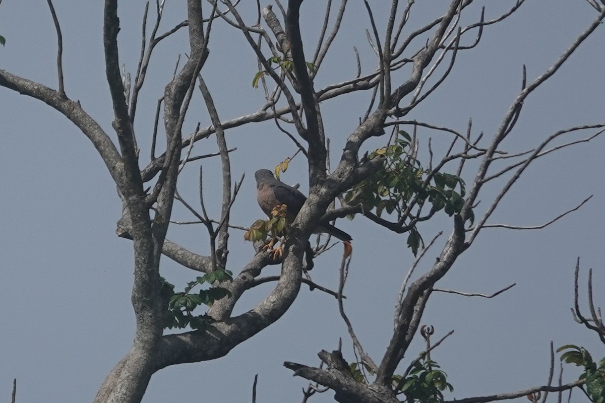 Variable Goshawk - ML642806014