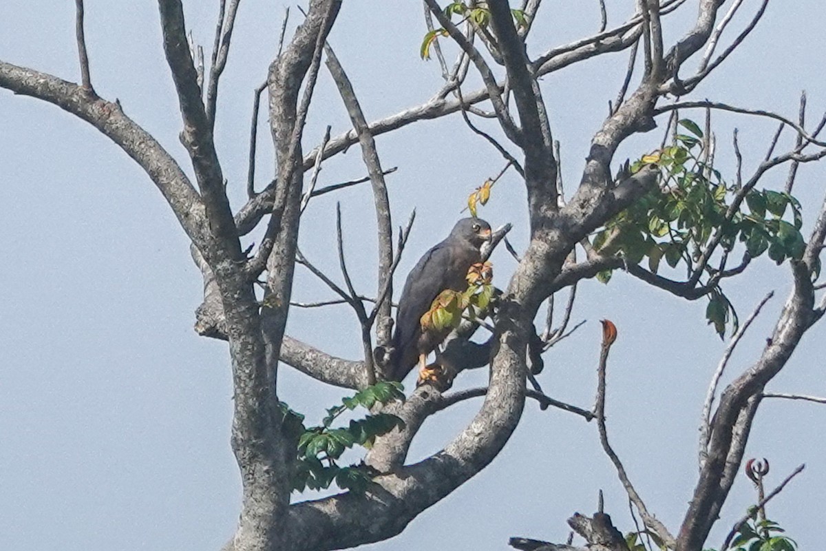 Variable Goshawk - ML642806015