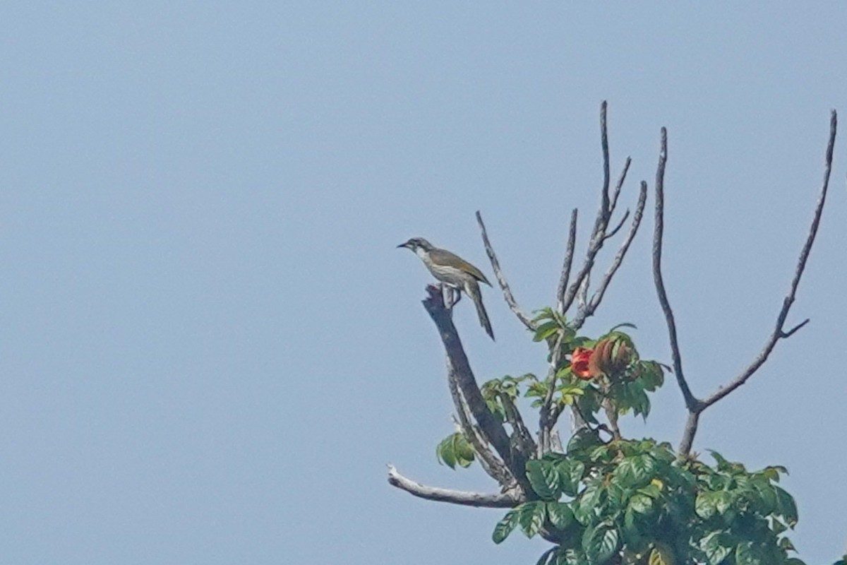 Varied Honeyeater - ML642806017