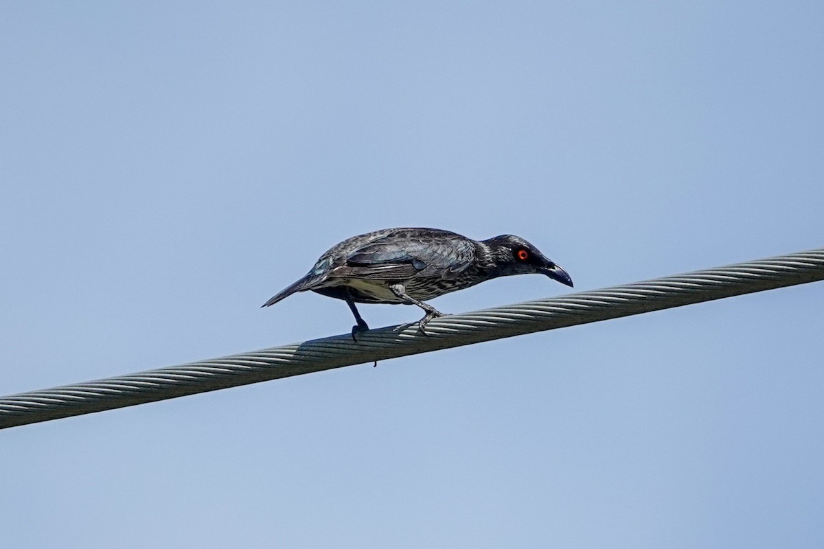 Singing Starling - ML642806024