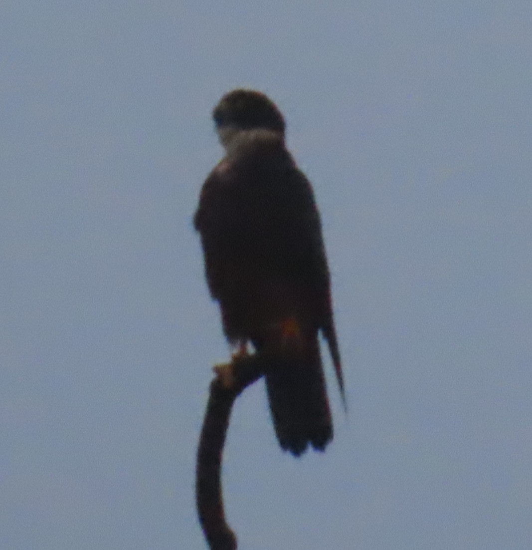 Bat Falcon - ML642806061