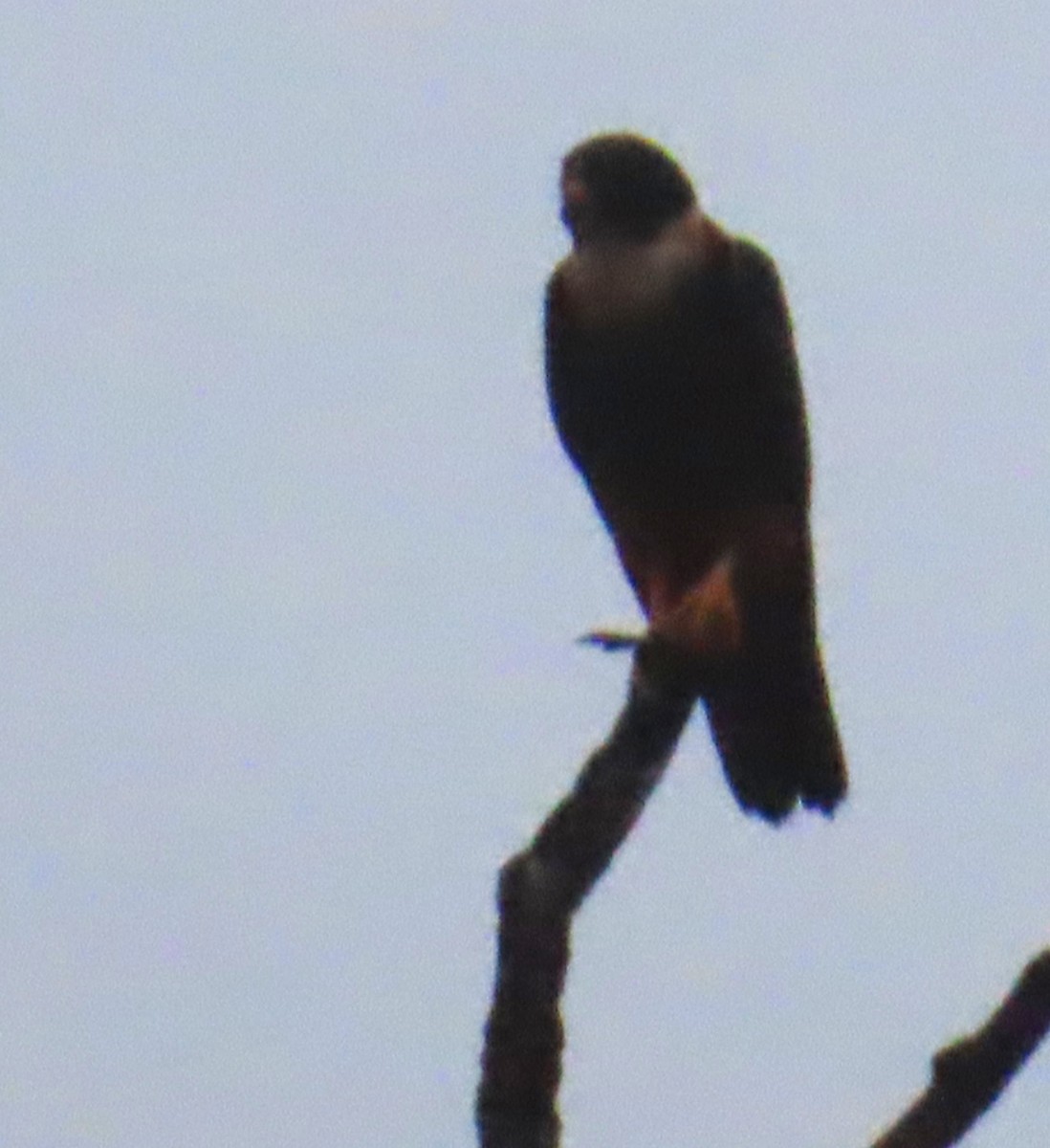 Bat Falcon - ML642806062