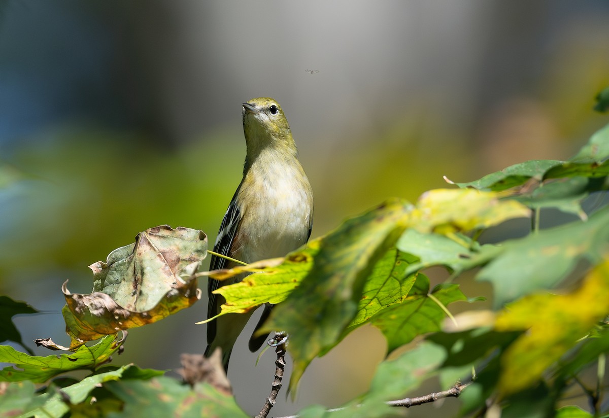 Braunkehl-Waldsänger - ML642806064