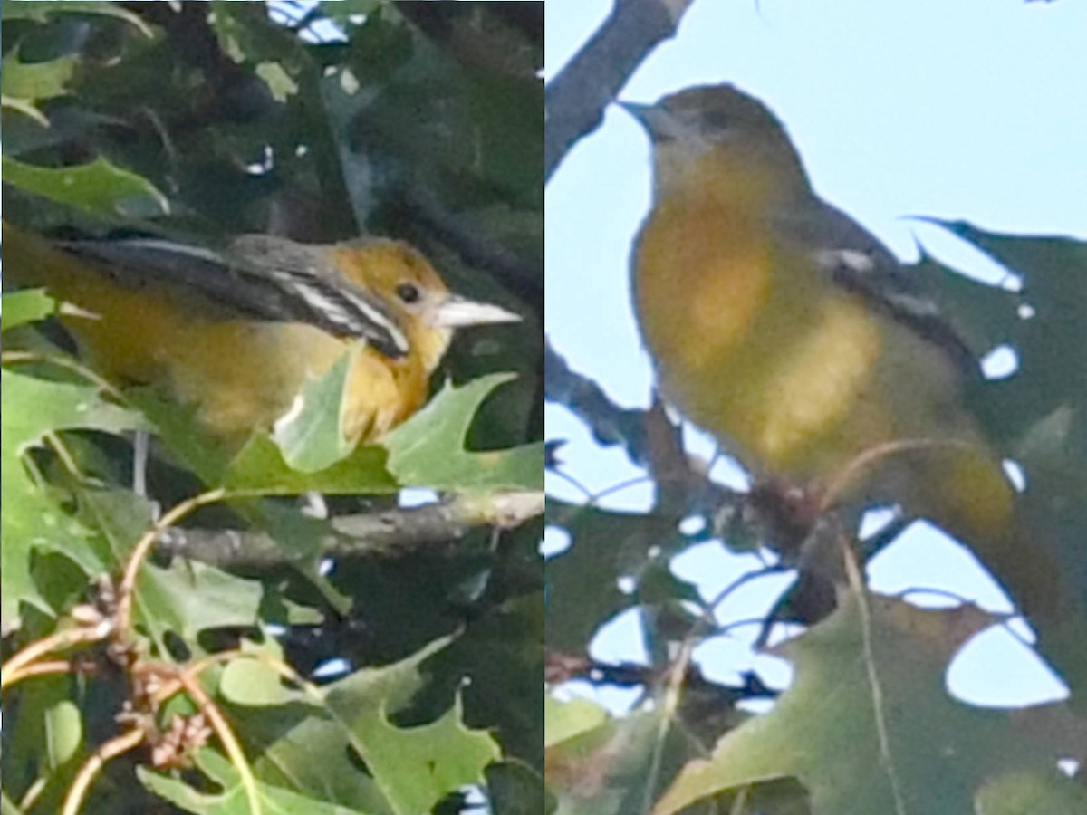 Baltimore Oriole - ML642806066