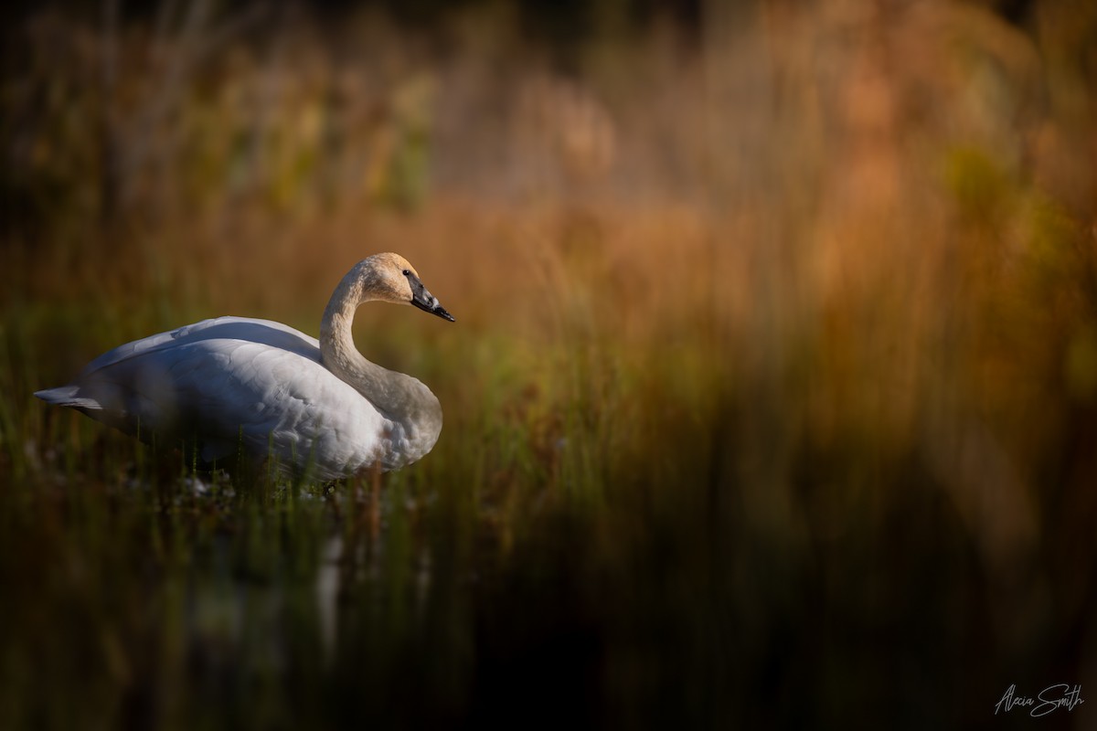 Trumpeter Swan - ML642806098