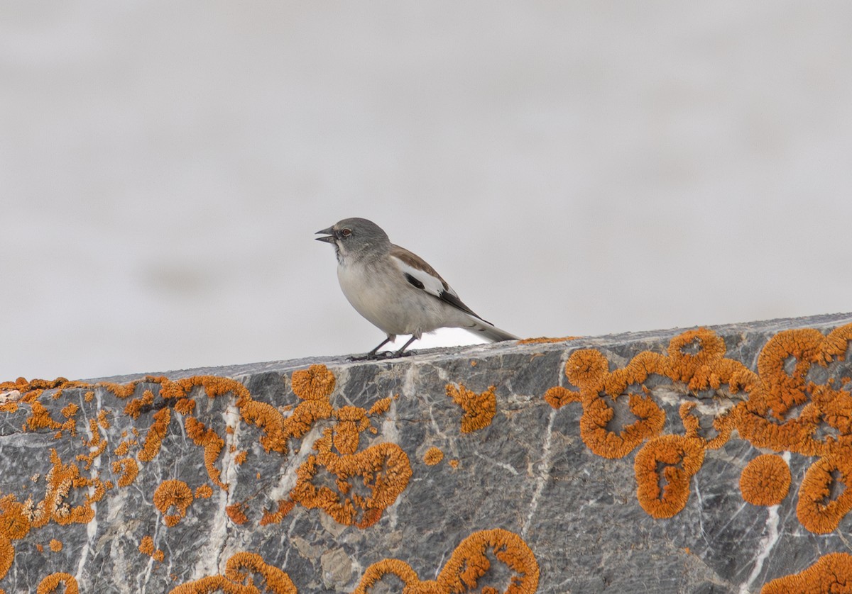 White-winged Snowfinch - ML642806102