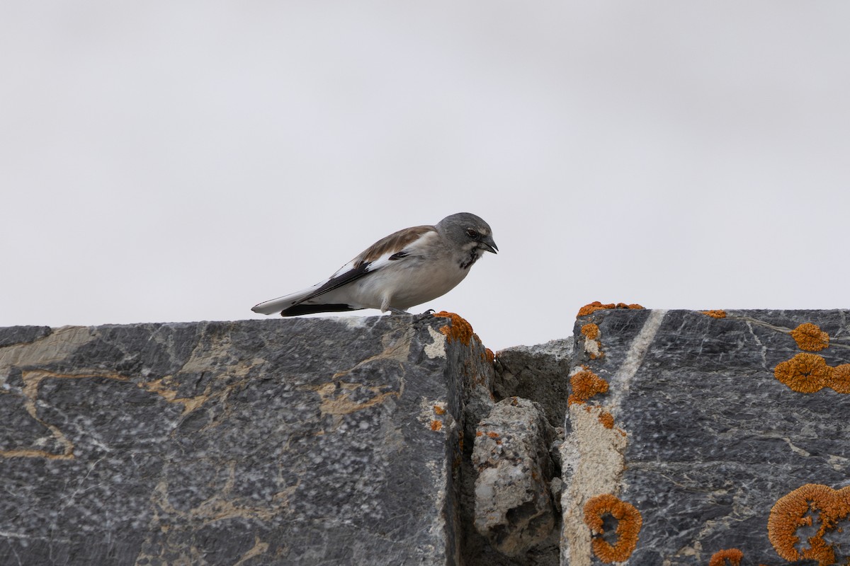 White-winged Snowfinch - ML642806103