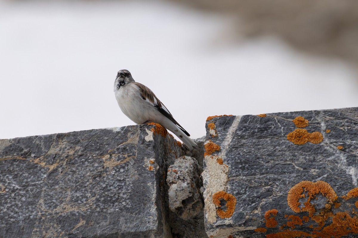 White-winged Snowfinch - ML642806104