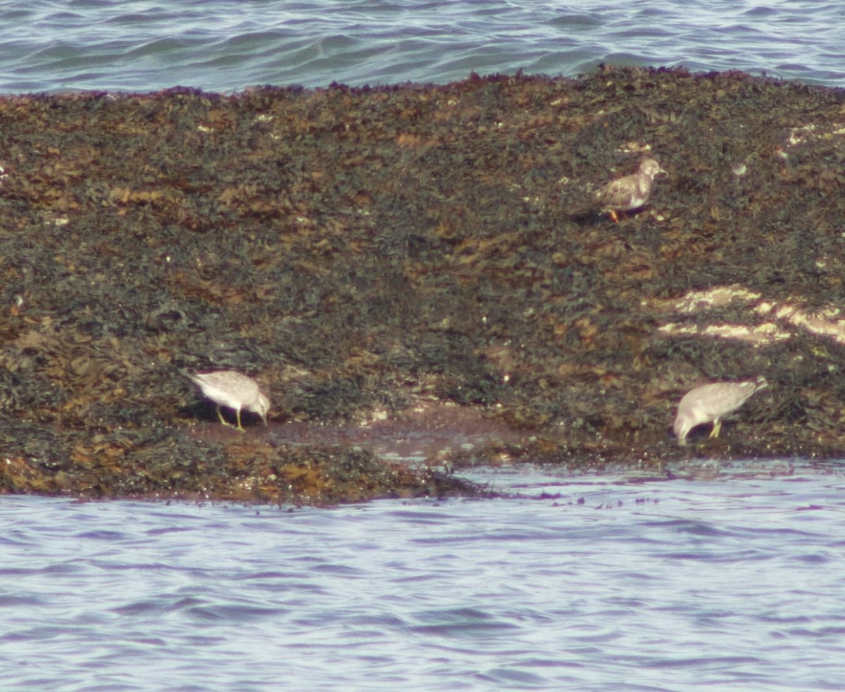 Red Knot - ML642806118