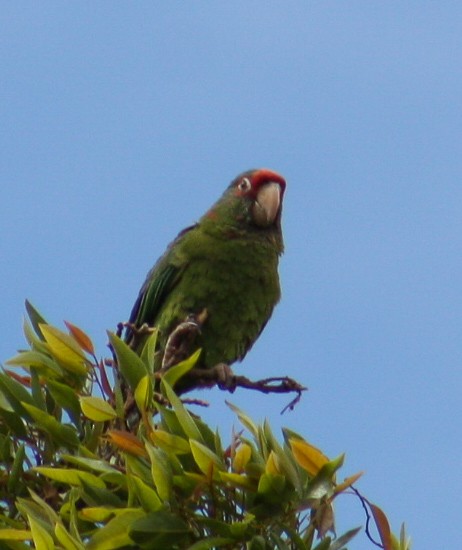 Mitred Parakeet - ML642806133