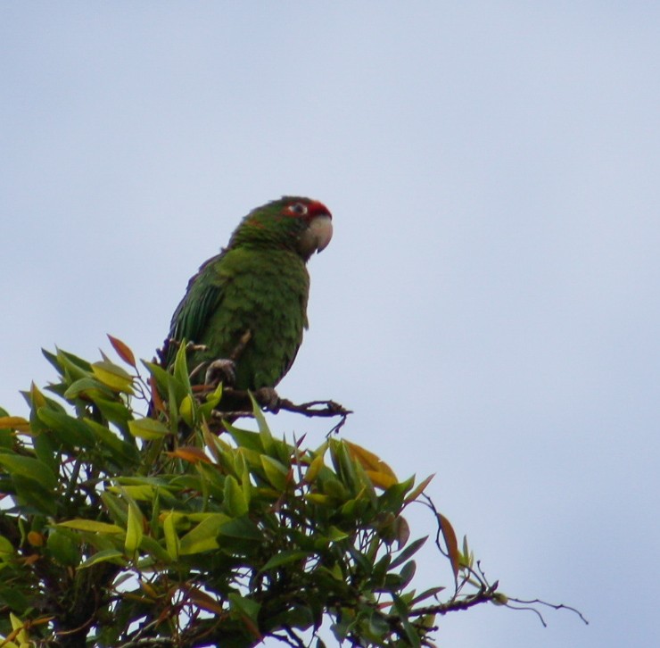 Mitred Parakeet - ML642806134