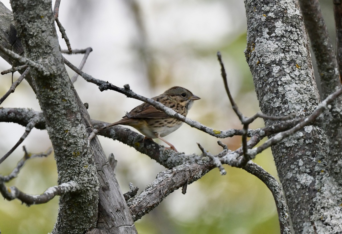 Lincoln's Sparrow - ML642806142
