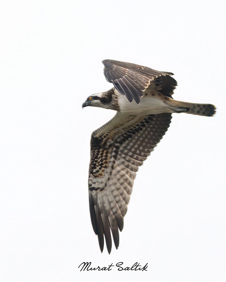 Osprey - ML642806143