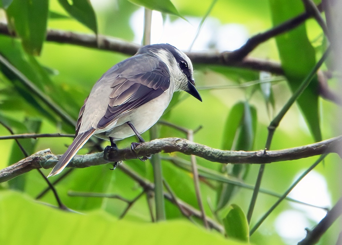 Minivet de Swinhoe - ML642806145