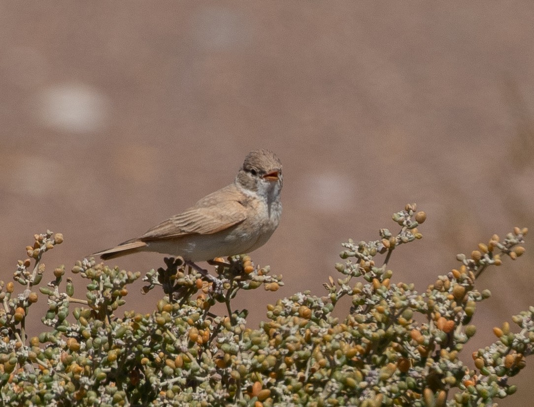 Allodola del deserto minore - ML642806161