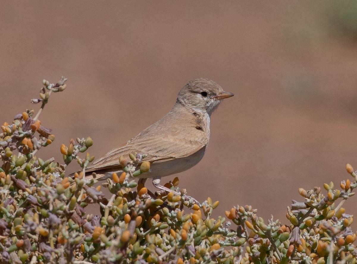 Allodola del deserto minore - ML642806162