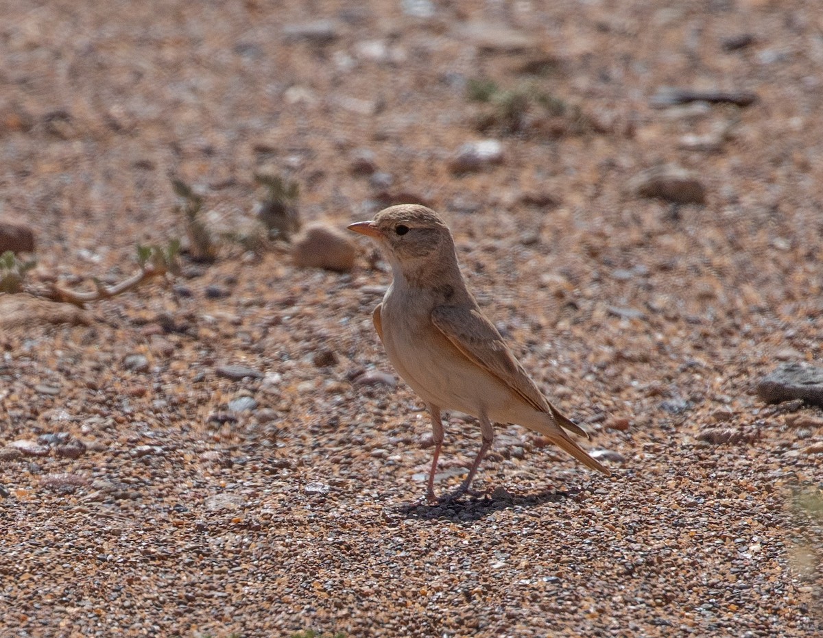 Allodola del deserto minore - ML642806163