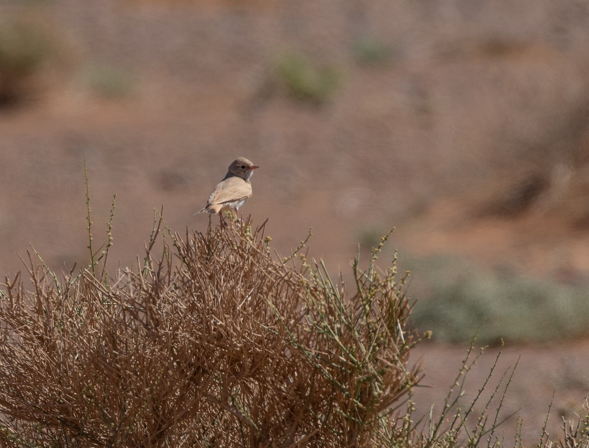 Allodola del deserto minore - ML642806164