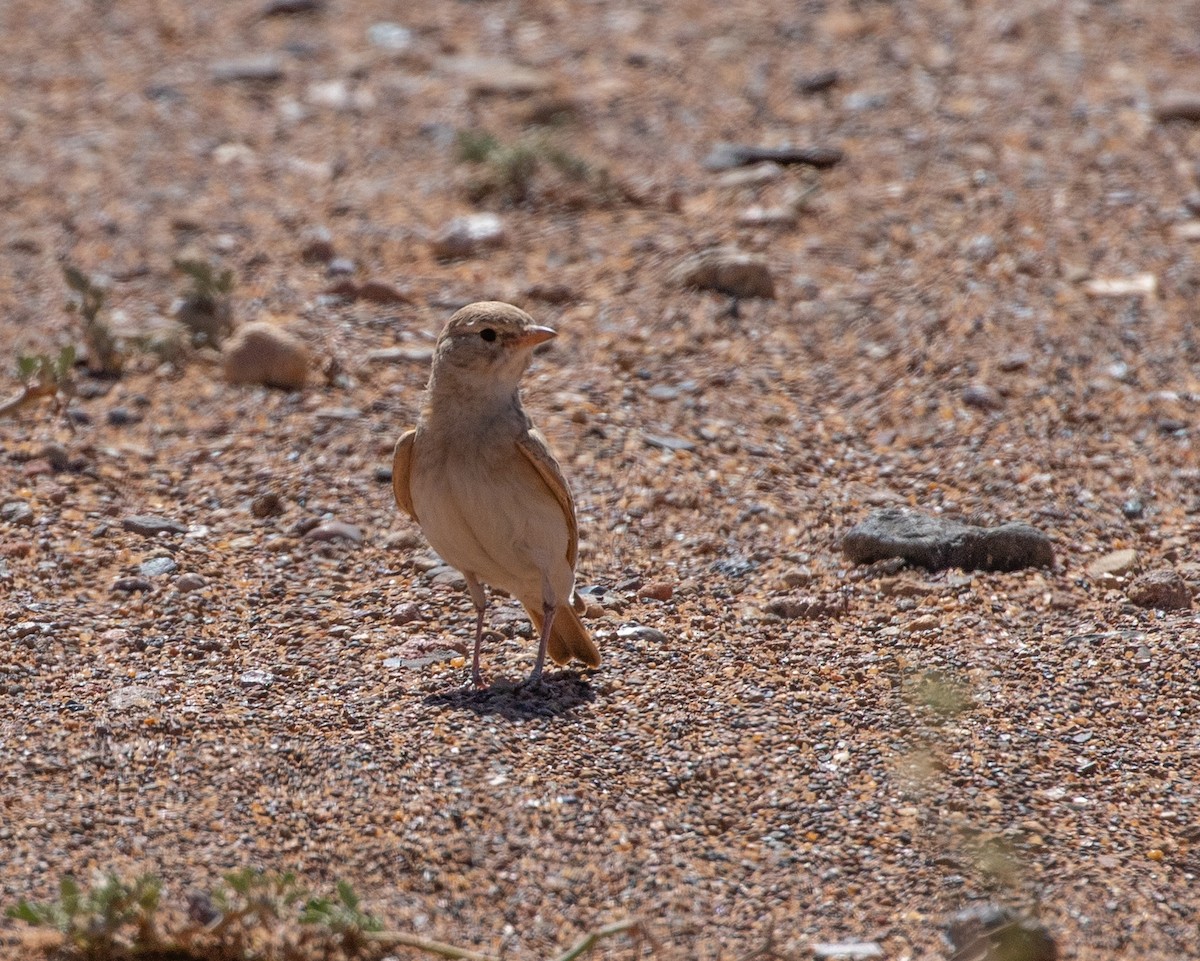 Allodola del deserto minore - ML642806165