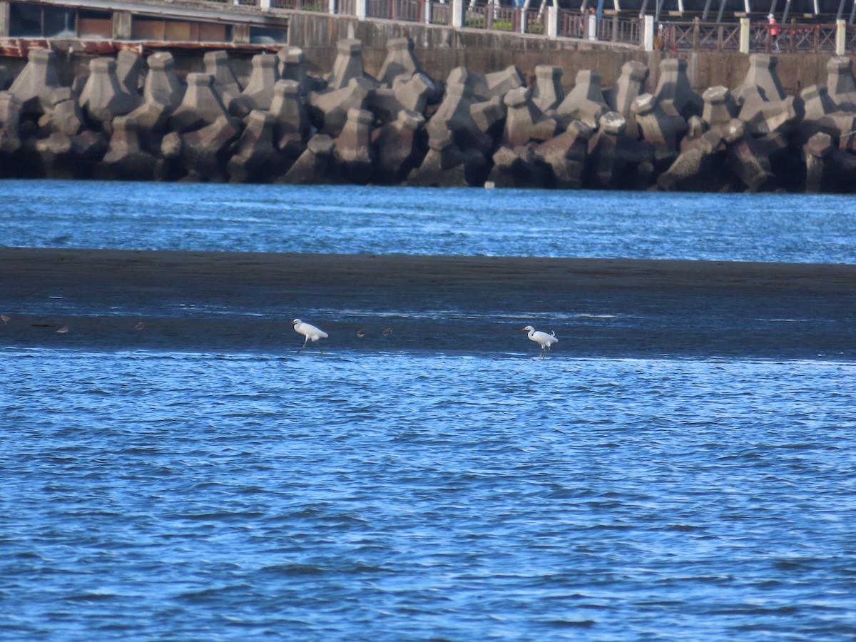 Chinese Egret - ML642806173