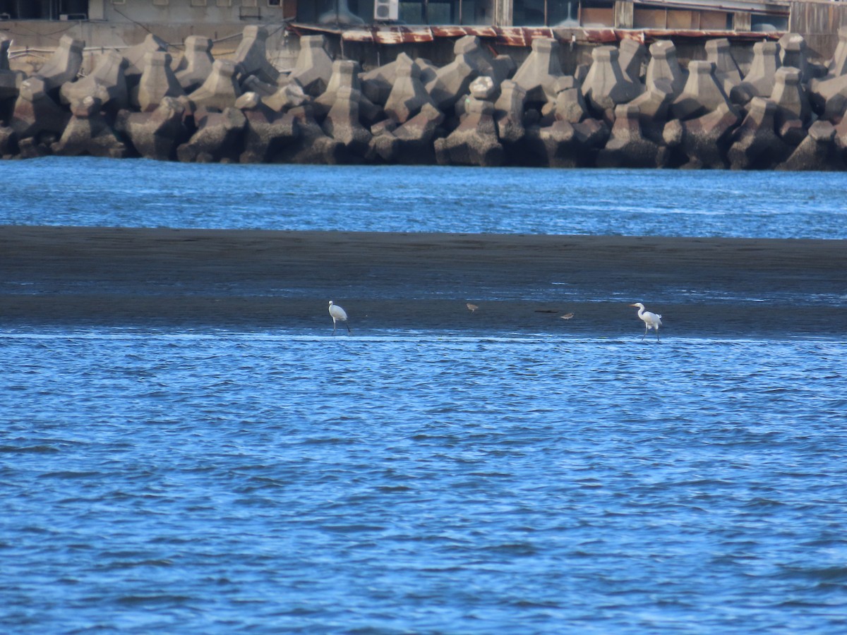 Chinese Egret - ML642806174