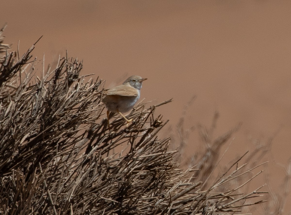 African Desert Warbler - ML642806175