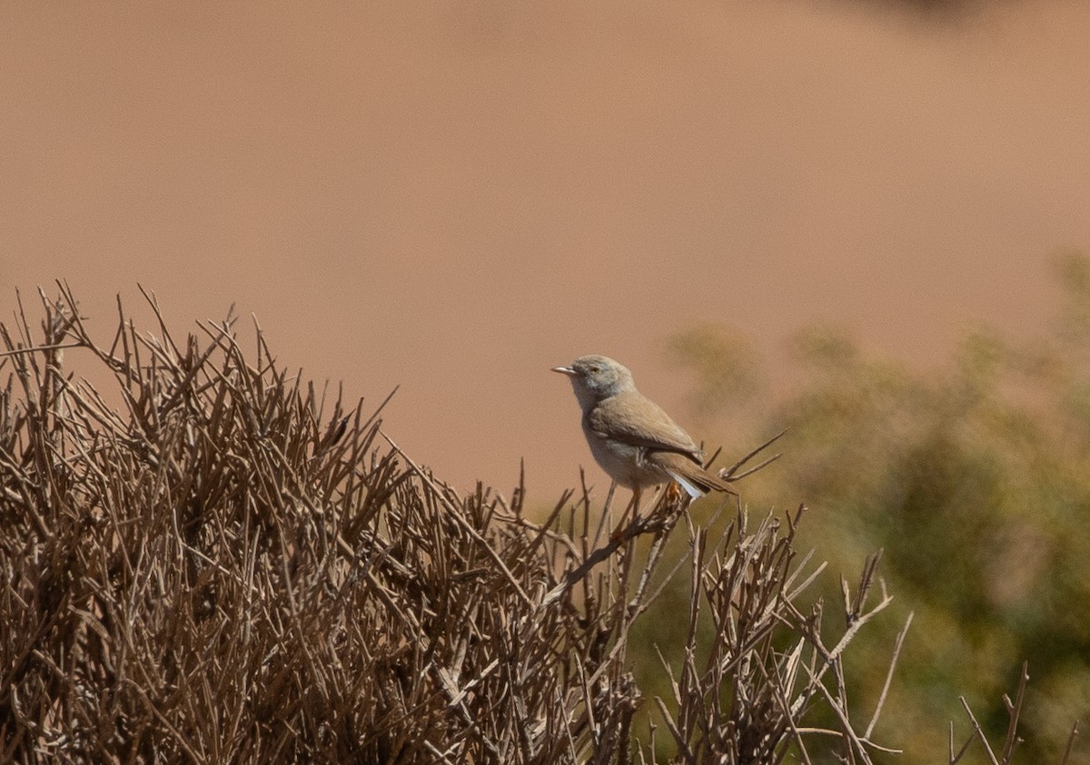 African Desert Warbler - ML642806176