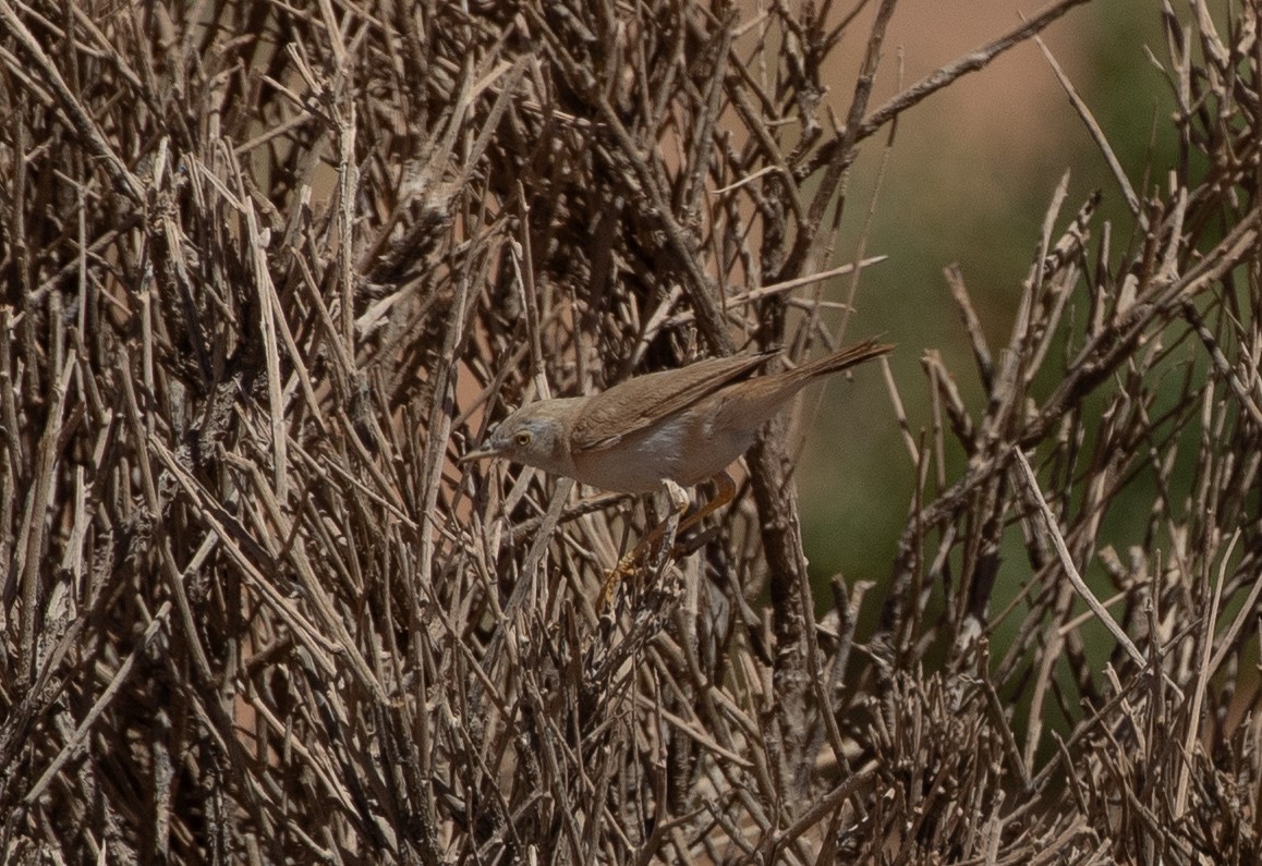African Desert Warbler - ML642806177