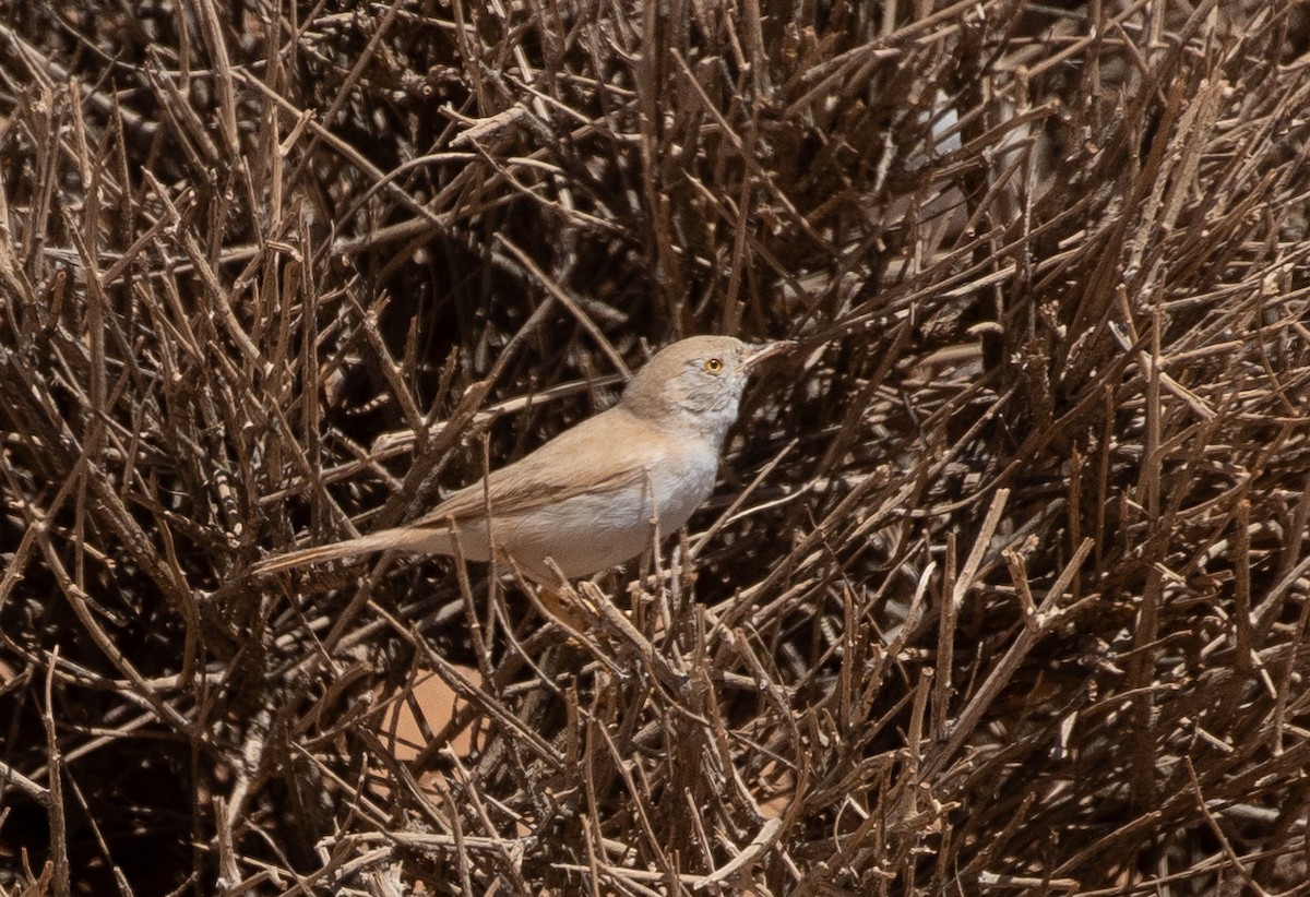 African Desert Warbler - ML642806178