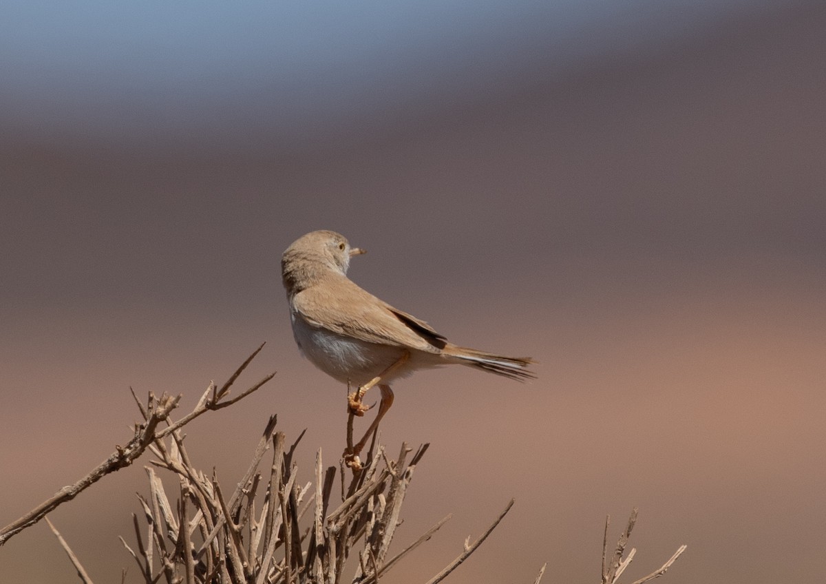African Desert Warbler - ML642806179