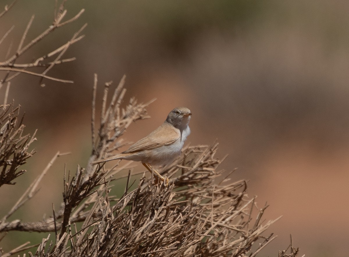 African Desert Warbler - ML642806180
