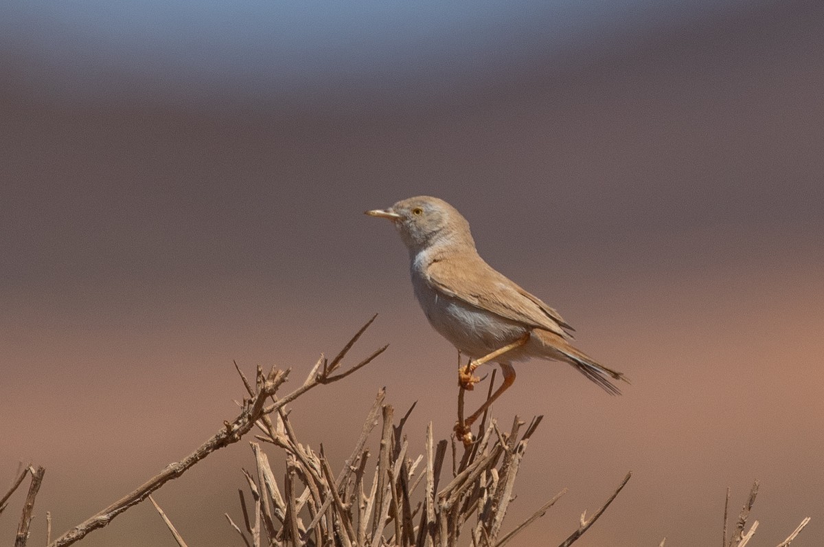 African Desert Warbler - ML642806181