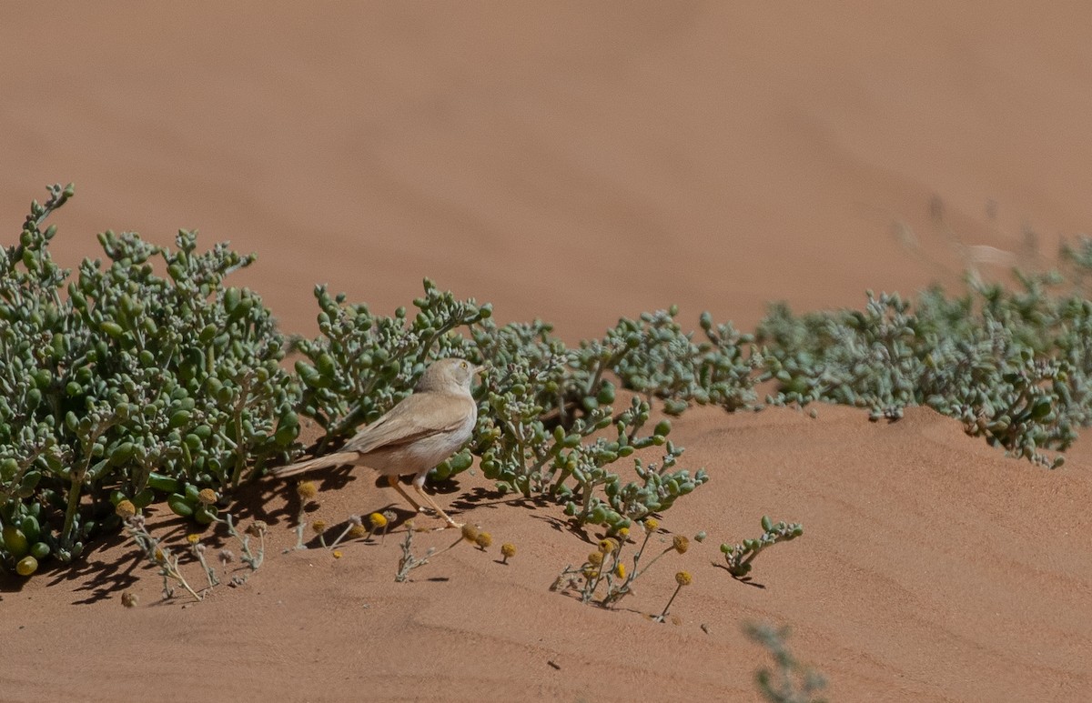 African Desert Warbler - ML642806182