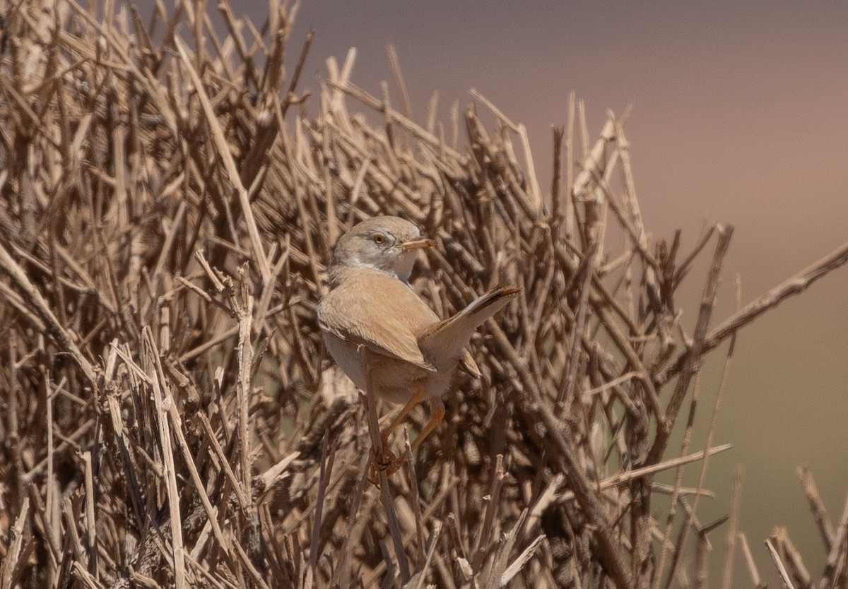 African Desert Warbler - ML642806183