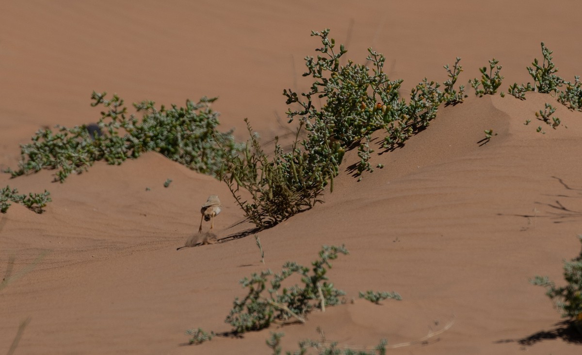 African Desert Warbler - ML642806184