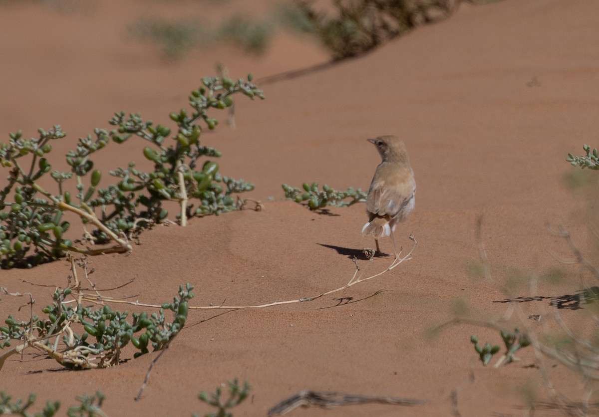 African Desert Warbler - ML642806185