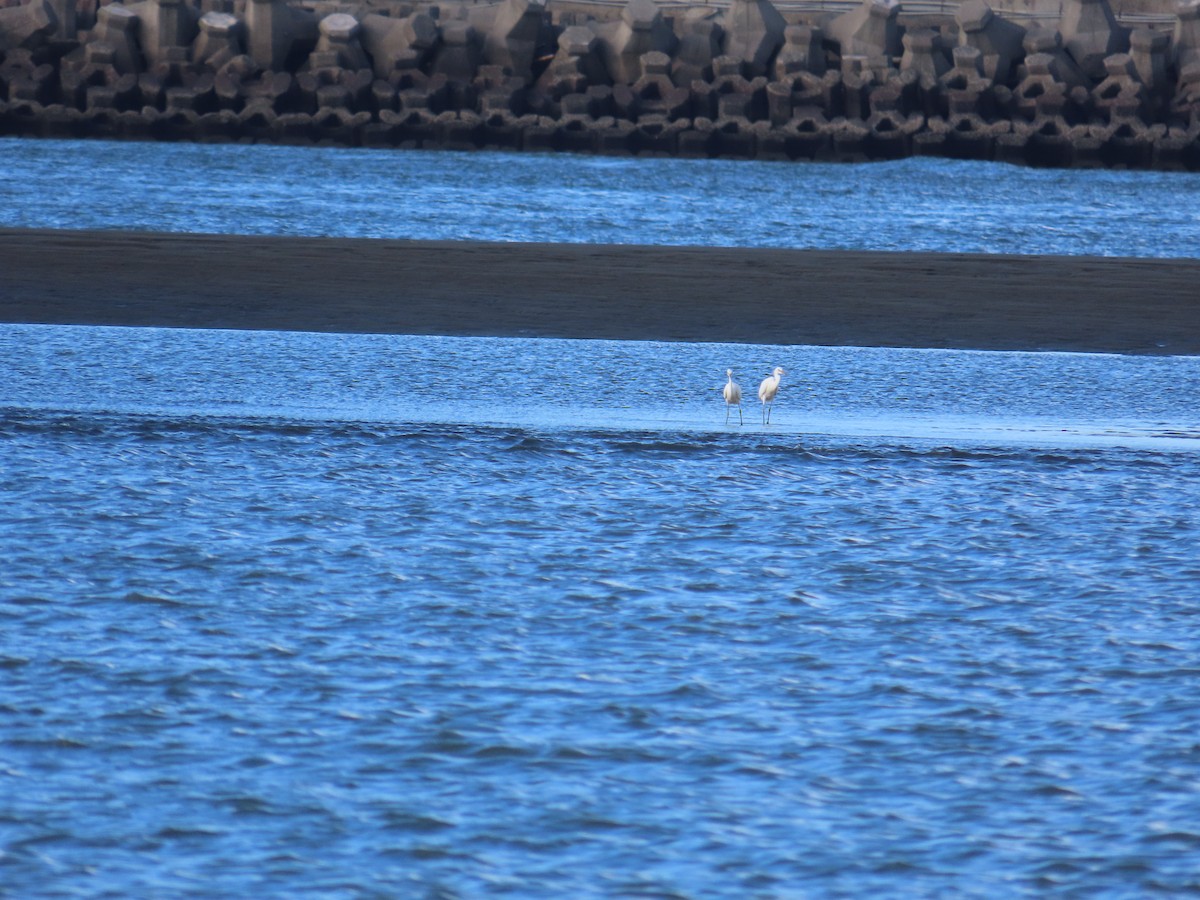 Chinese Egret - ML642806201