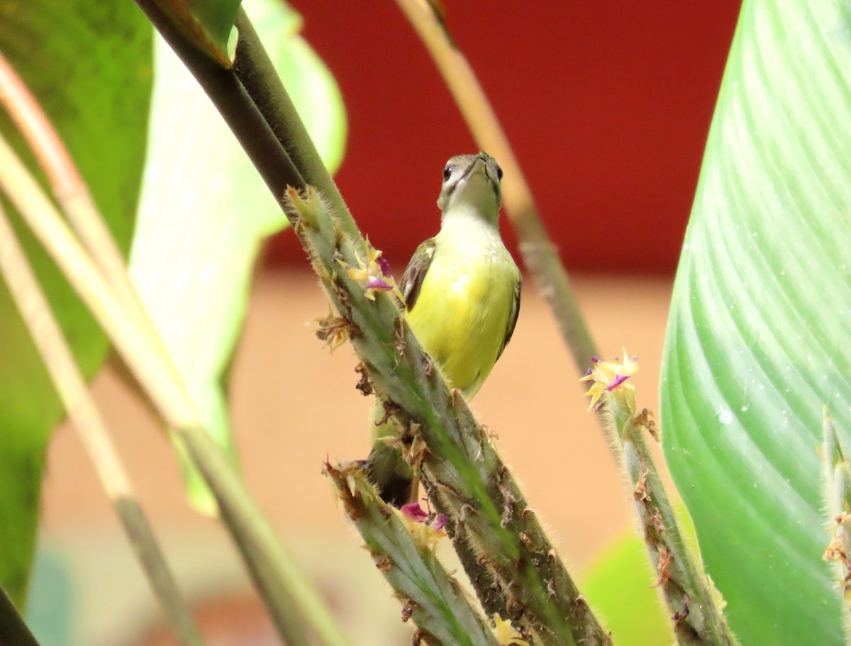 Little Spiderhunter - ML642806203