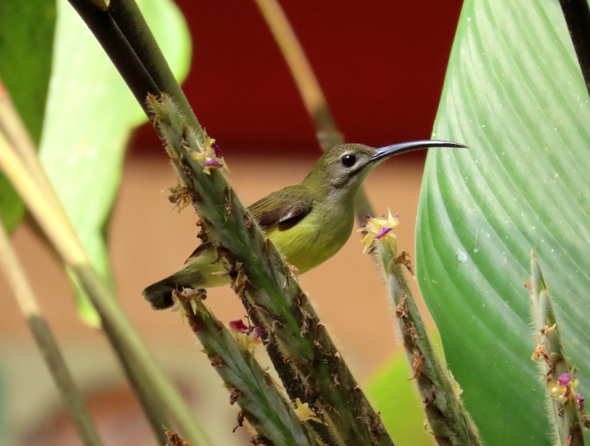 Little Spiderhunter - ML642806204