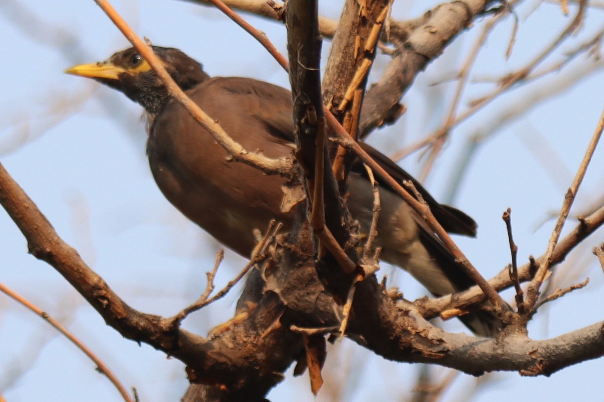 Common Myna - ML642806206