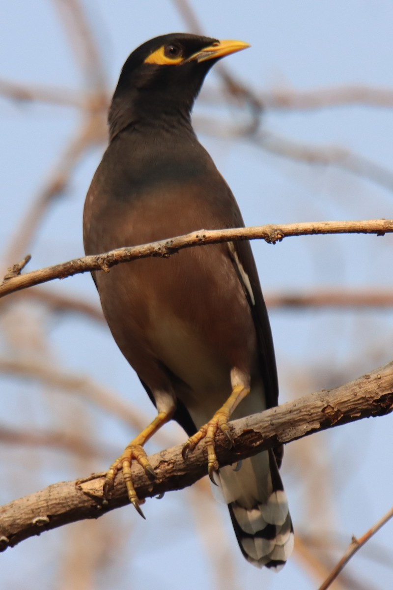 Common Myna - ML642806207