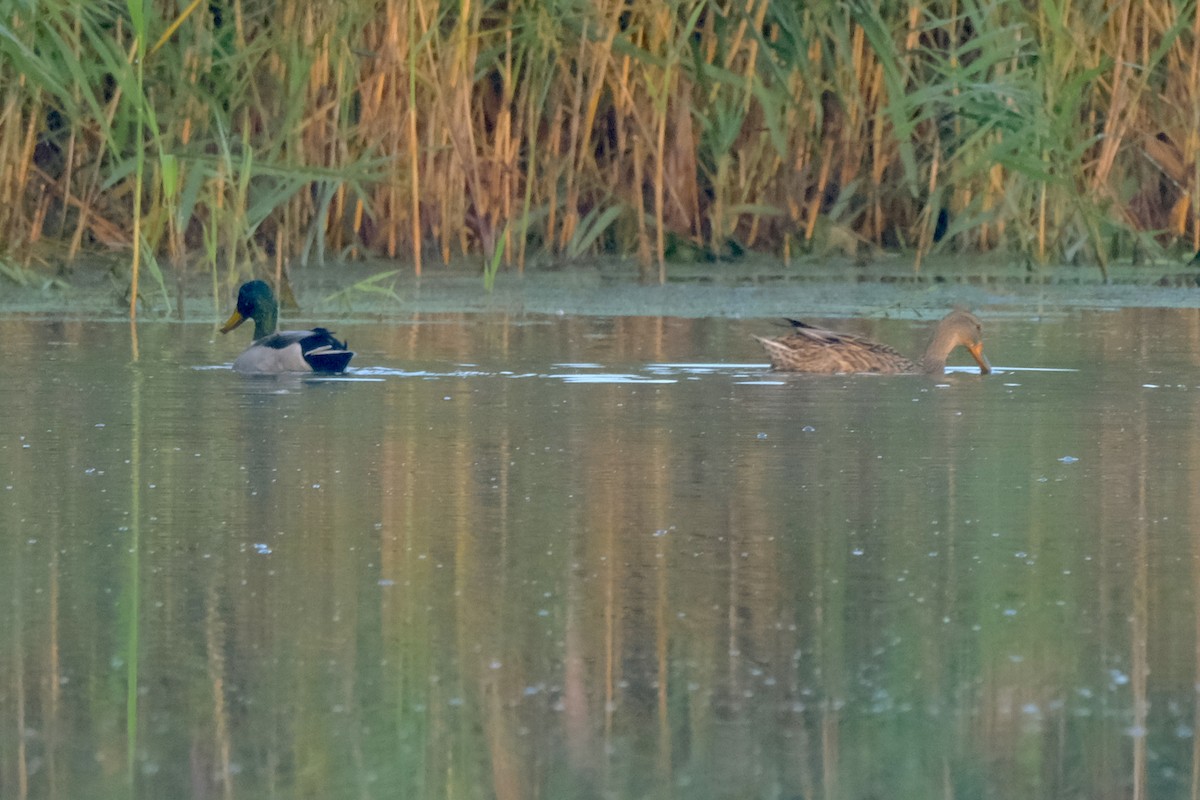 Stockente - ML642806209