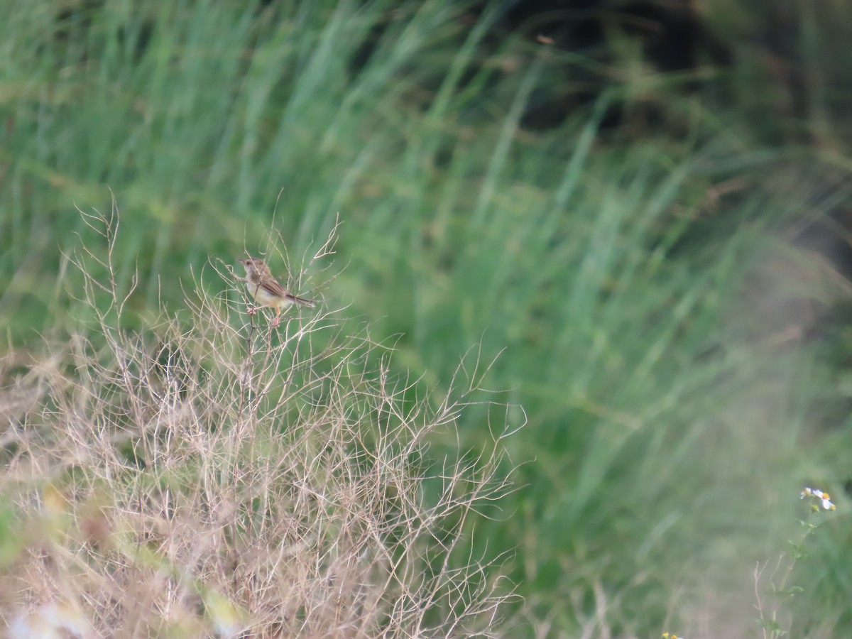 Prinia Sencilla - ML642806212