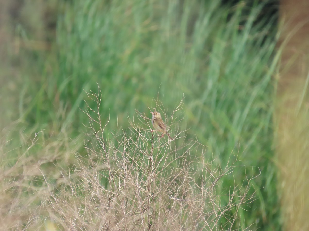 Prinia Sencilla - ML642806213