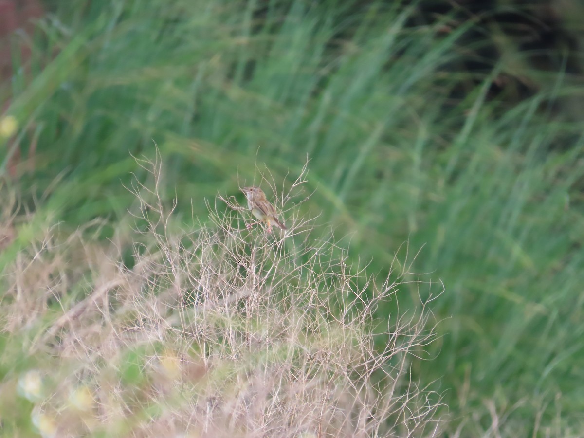 Prinia Sencilla - ML642806214