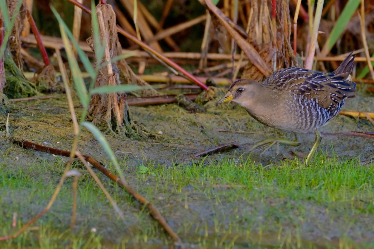 Carolinasumpfhuhn - ML642806217
