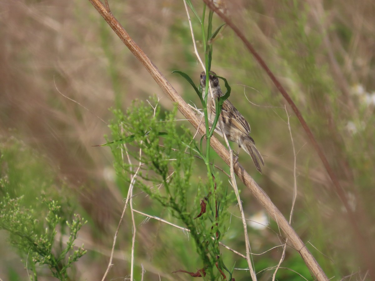 Eurasian Tree Sparrow - ML642806227