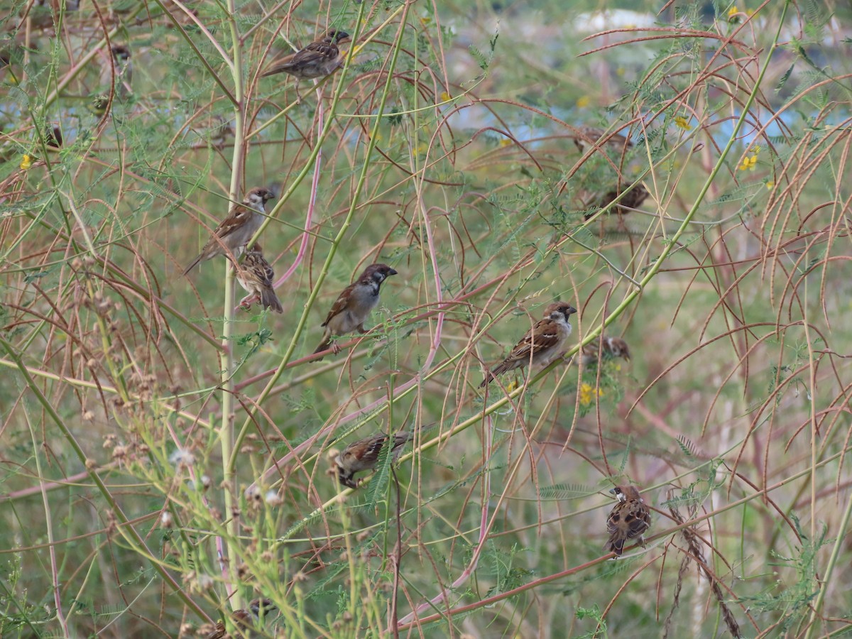 Eurasian Tree Sparrow - ML642806228