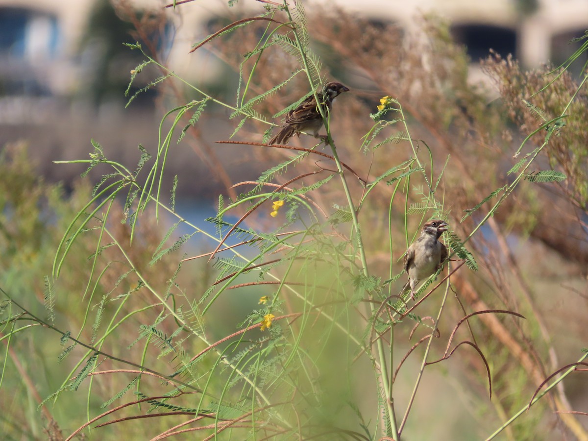 Eurasian Tree Sparrow - ML642806229